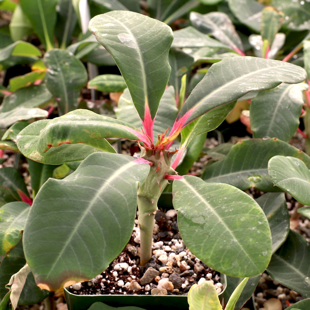 euphorbia-viguieri-large-mountain-crest-gardens