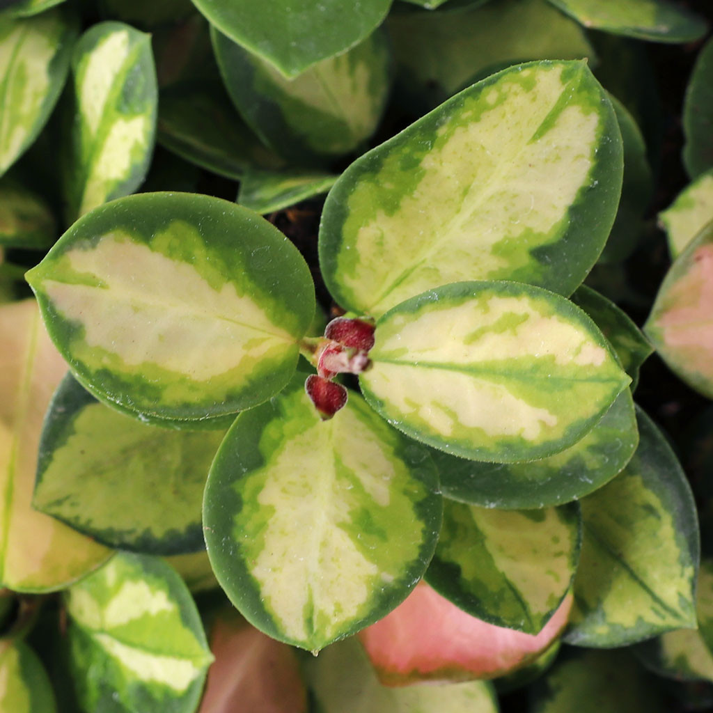 Hoya australis 'Lisa'