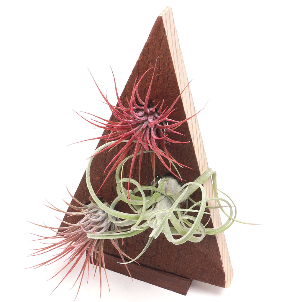 Wood Tree w/ Air Plants MCG™