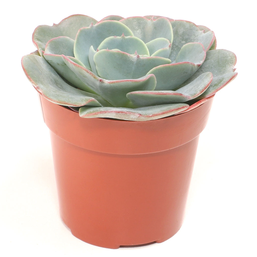plant pots biodegradable Cow Pots 3