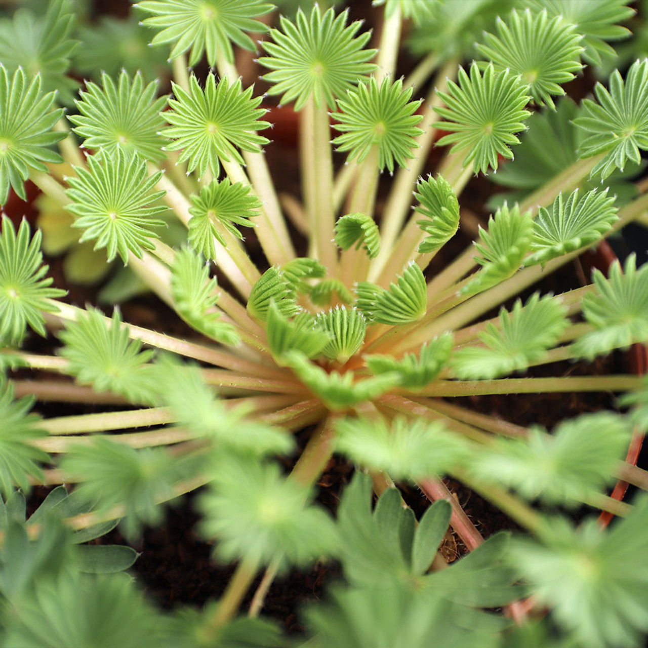 Oxalis palmifrons Palm Leaf [large] MCG™