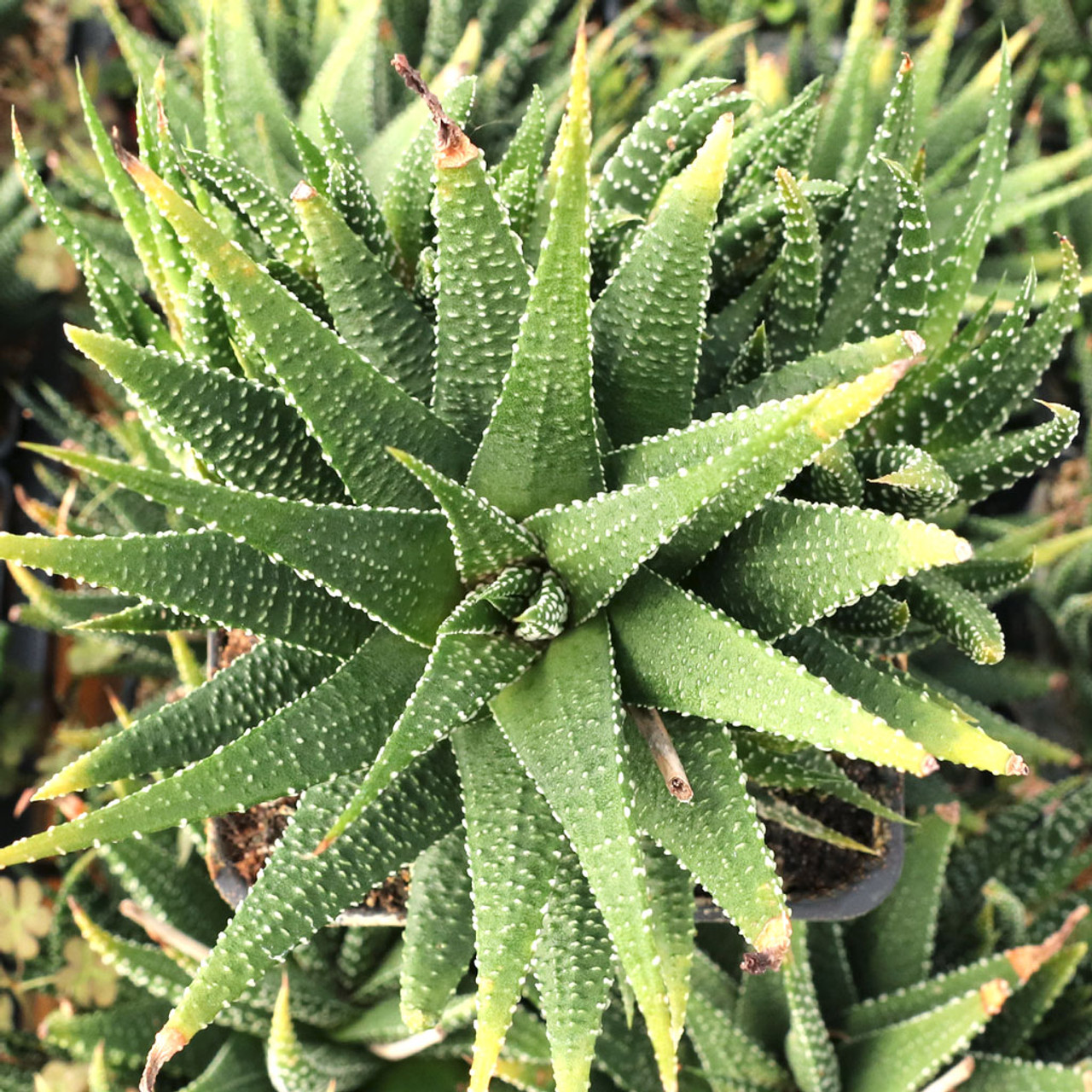 Haworthia 'Super Big Band' - Zebra Plant (2 Pot) | Little Prince To Go