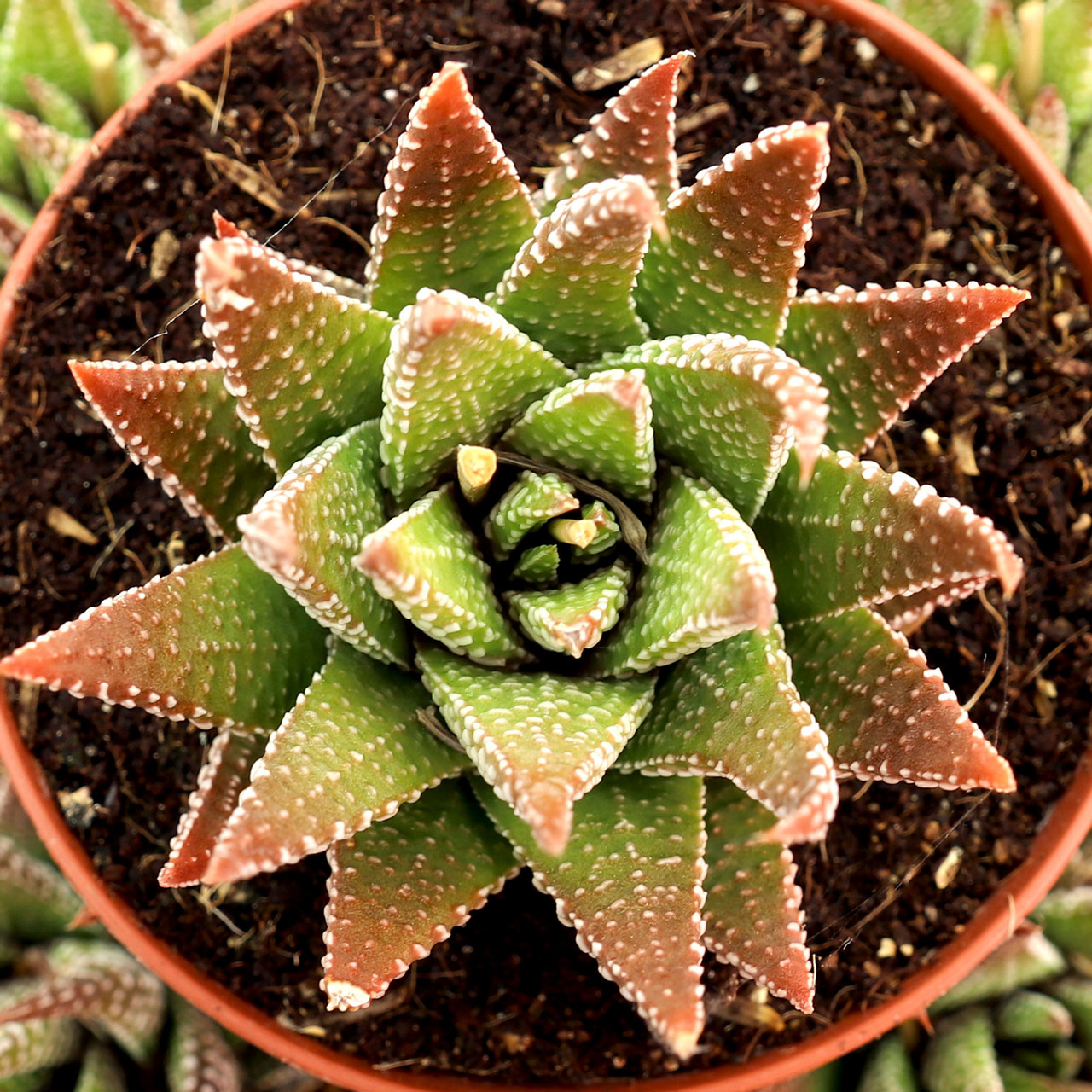 Haworthia 'Super Big Band' - Zebra Plant (2 Pot) | Little Prince To Go