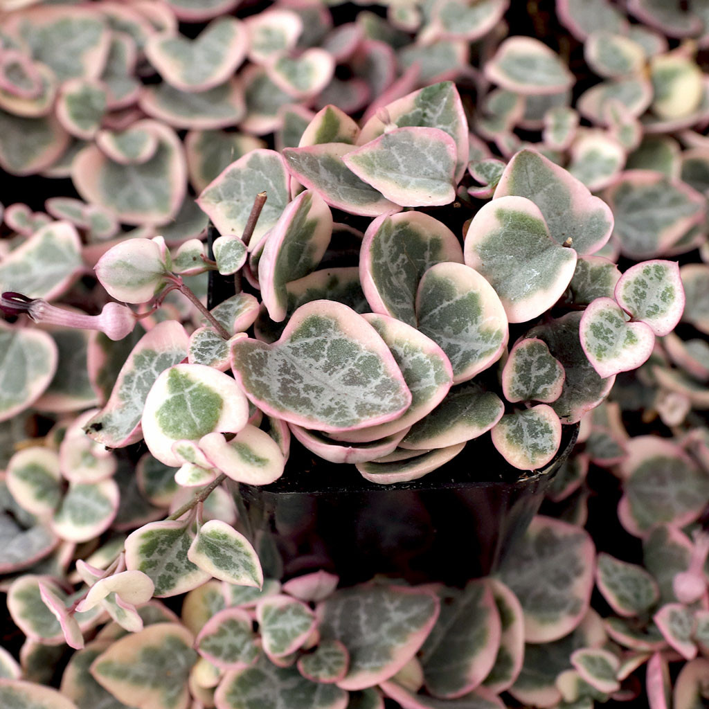 Mountain Crest Gardens String of Hearts - Thumbnail 3