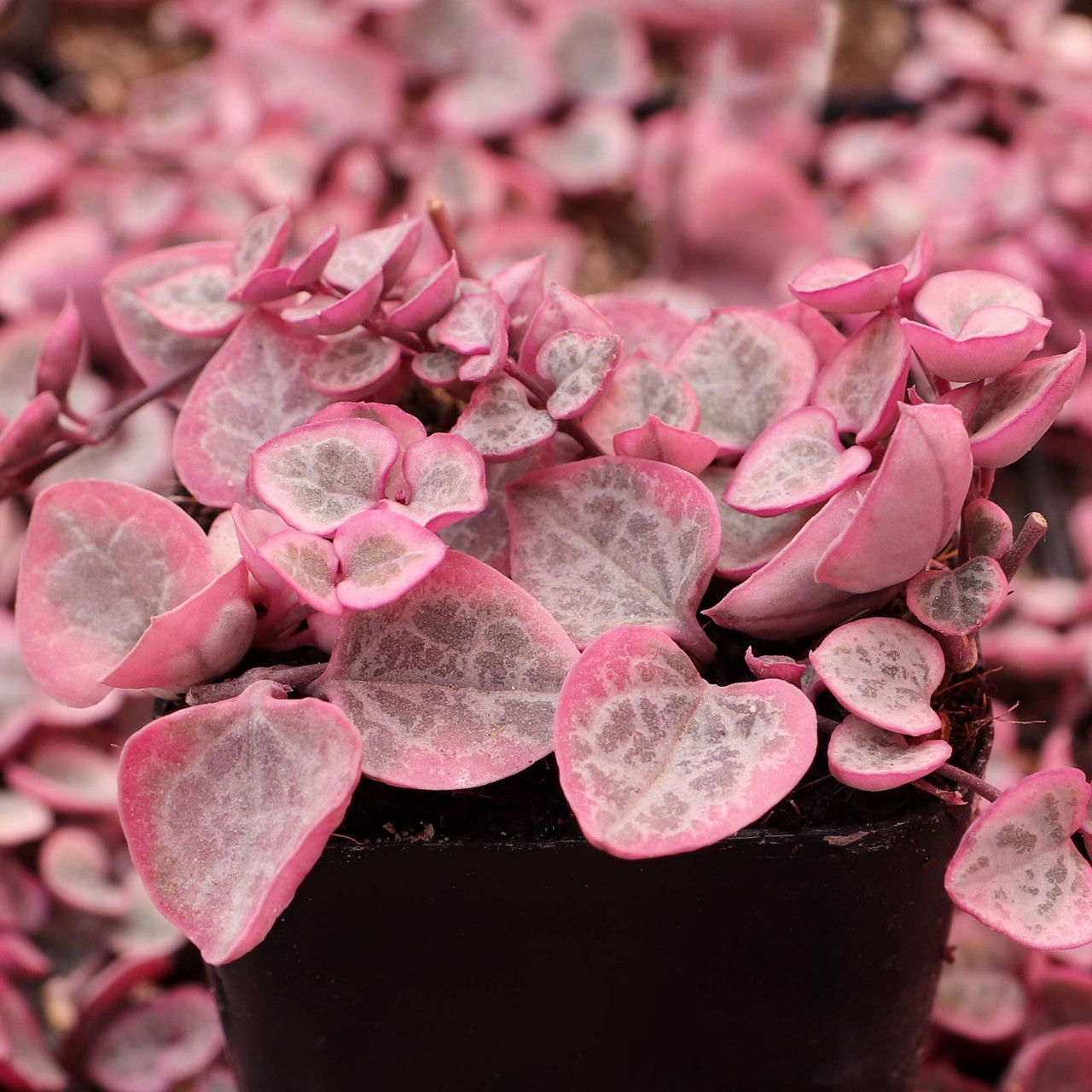 Mountain Crest Gardens String of Hearts - Thumbnail 2