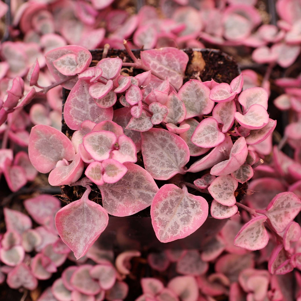 String of Heart Variegata/ Ceropegia Woodii f. Variegata