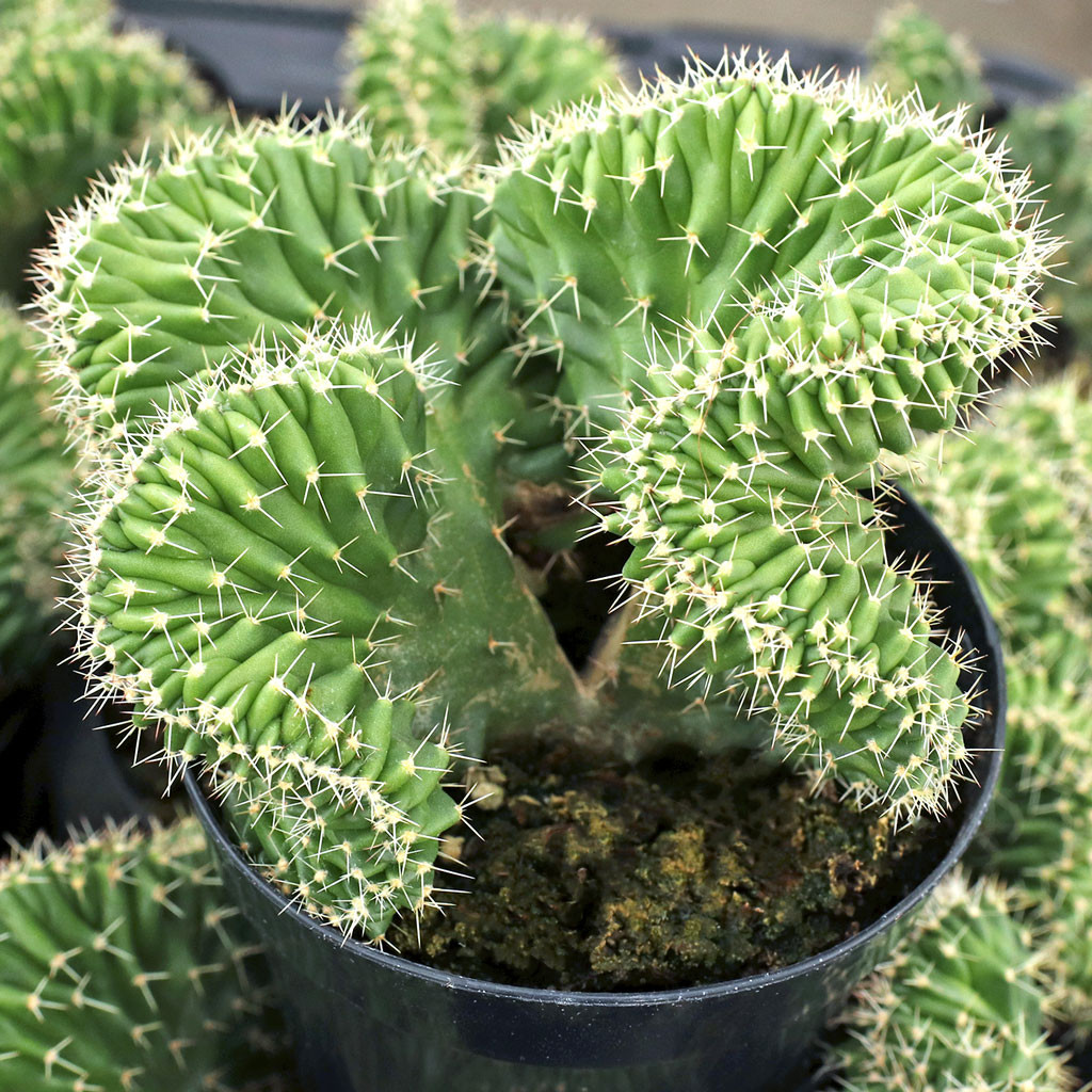 Echinocereus pentalophus f. cristata [large]