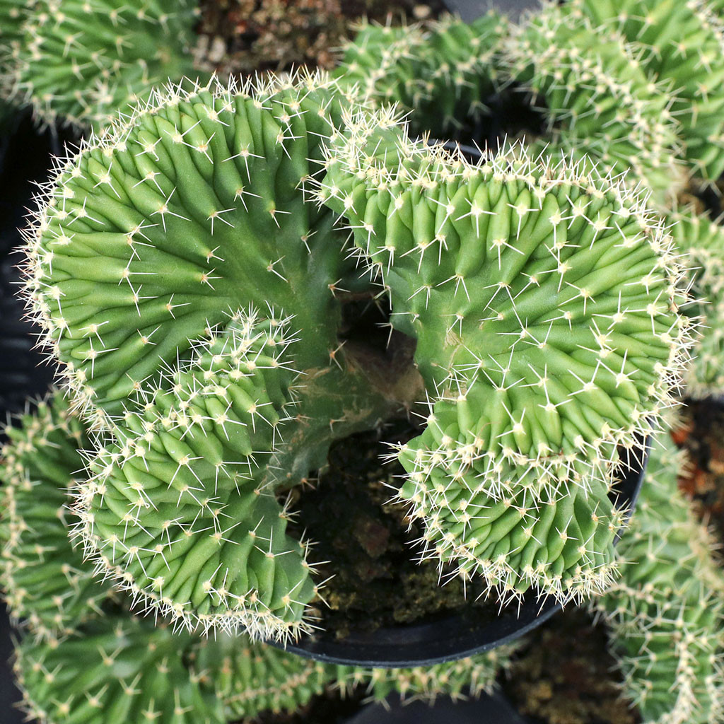 Echinocereus pentalophus f. cristata [large]
