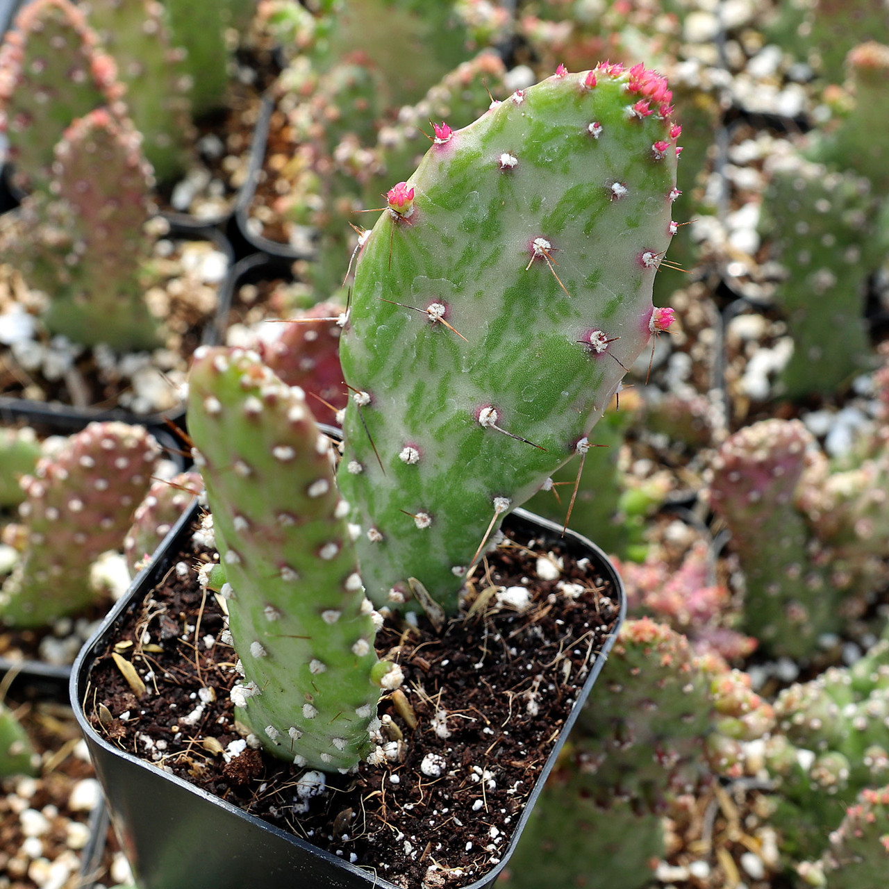 Opuntia monacantha f. monstruosa | Mountain Crest Gardens™