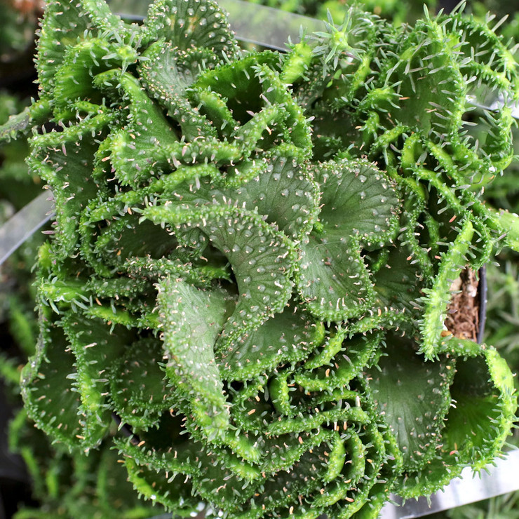 Mountain Crest Gardens Euphorbia flanaganii f. cristata - Thumbnail 3
