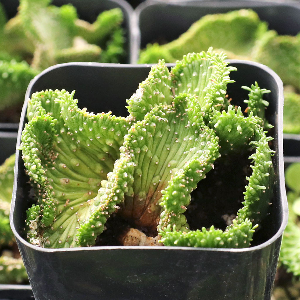 Mountain Crest Gardens Euphorbia flanaganii f. cristata - Thumbnail 2