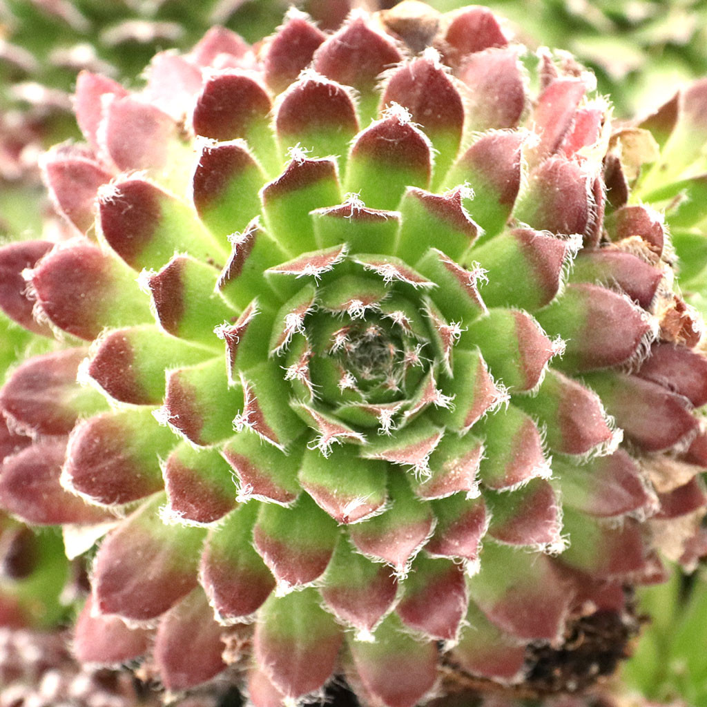 Sempervivum 'Pacific Tart' | Mountain Crest Gardens™