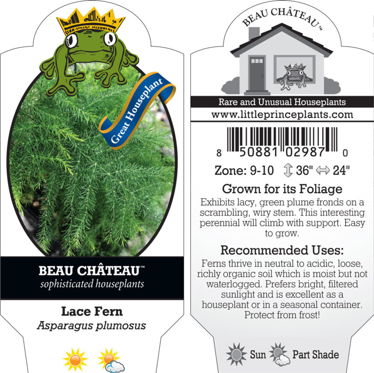 Asparagus Fern Care: Expert Care Tips for Plants