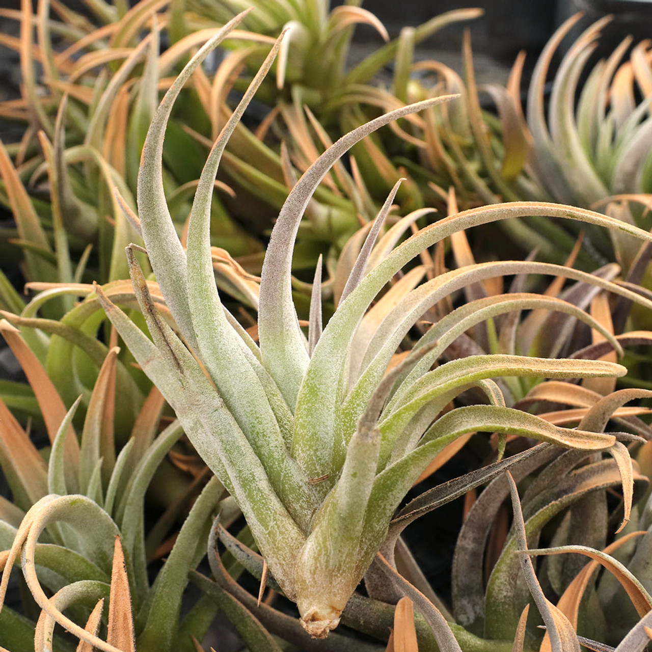 Air Plant - Tillandsia harrisii (terracotta) [4.0-5.0