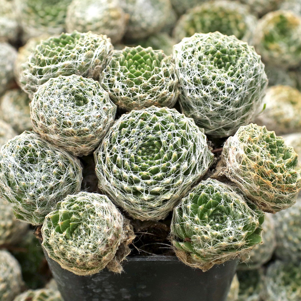 Sempervivum arachnoideum 'Cobweb Joy' | MCG
