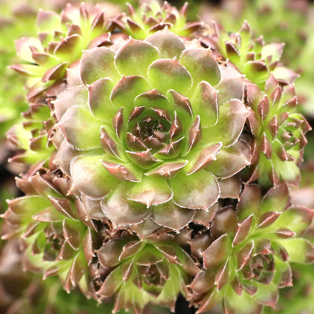 センペルビウム Pachamama Sempervivum 'Pachamama' | Mountain Crest Gardens™