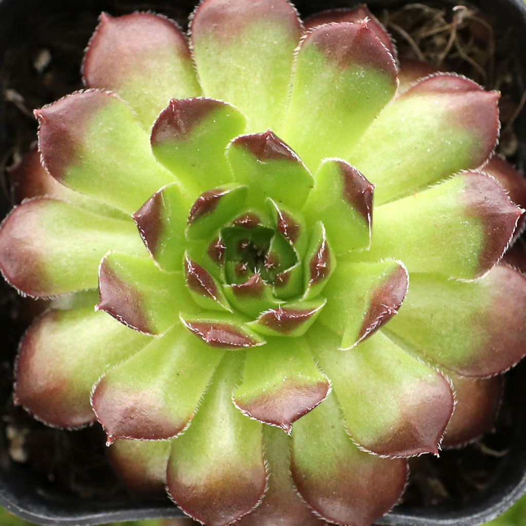 センペルビウム Pachamama Sempervivum 'Pachamama' | Mountain Crest Gardens™