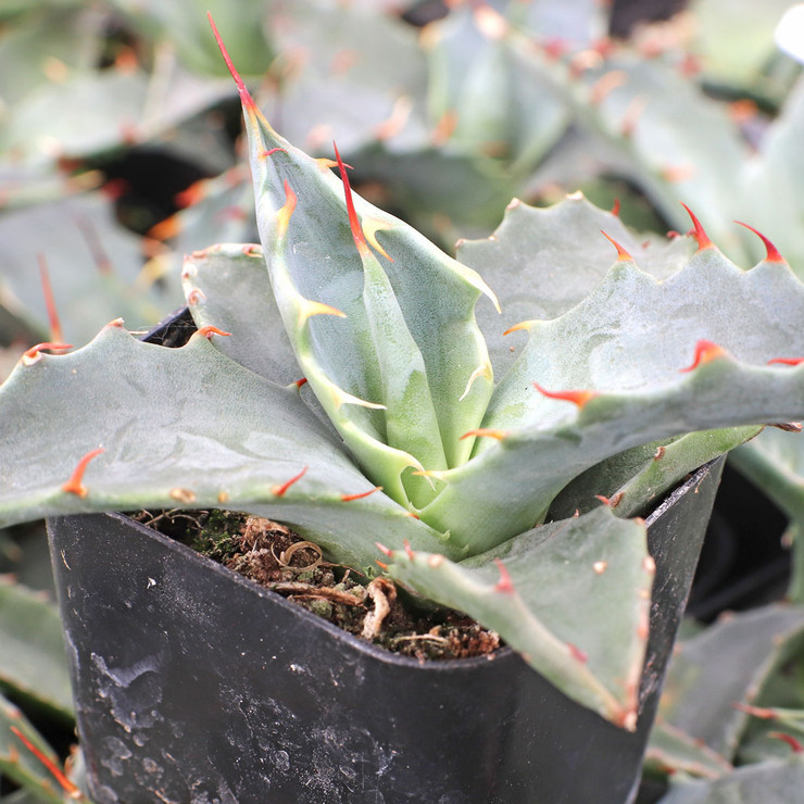 Agave deserti var. simplex [plug] | Mountain Crest Gardens™