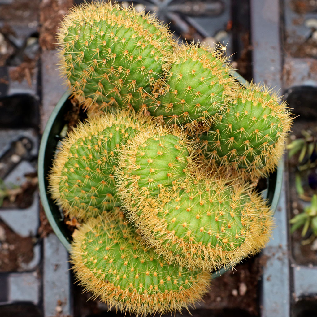 Cleistocactus samaipatanus f. cristata | MCG