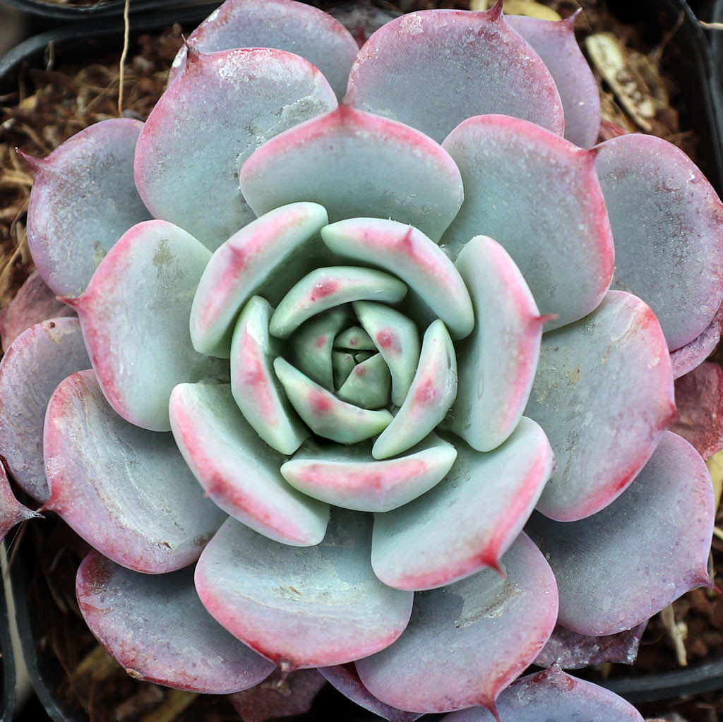 Echeveria 'Amnesty'