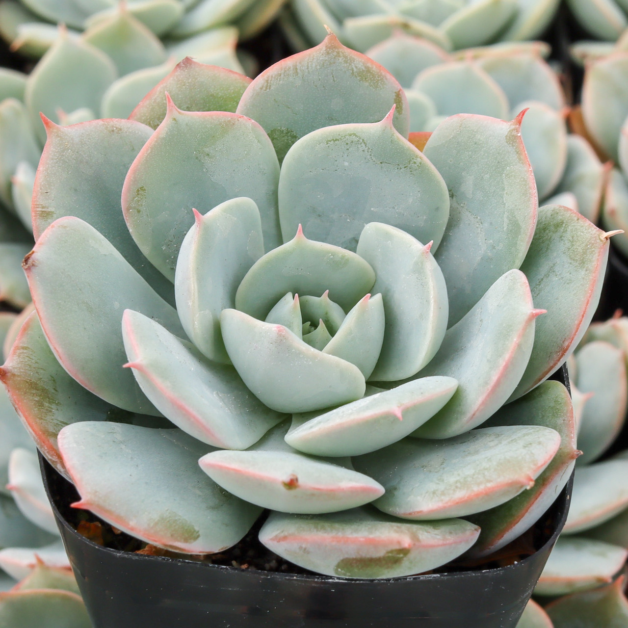 Echeveria 'Amnesty' | Mountain Crest Gardens™