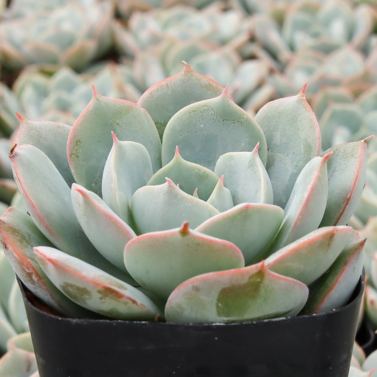 Echeveria 'Amnesty'