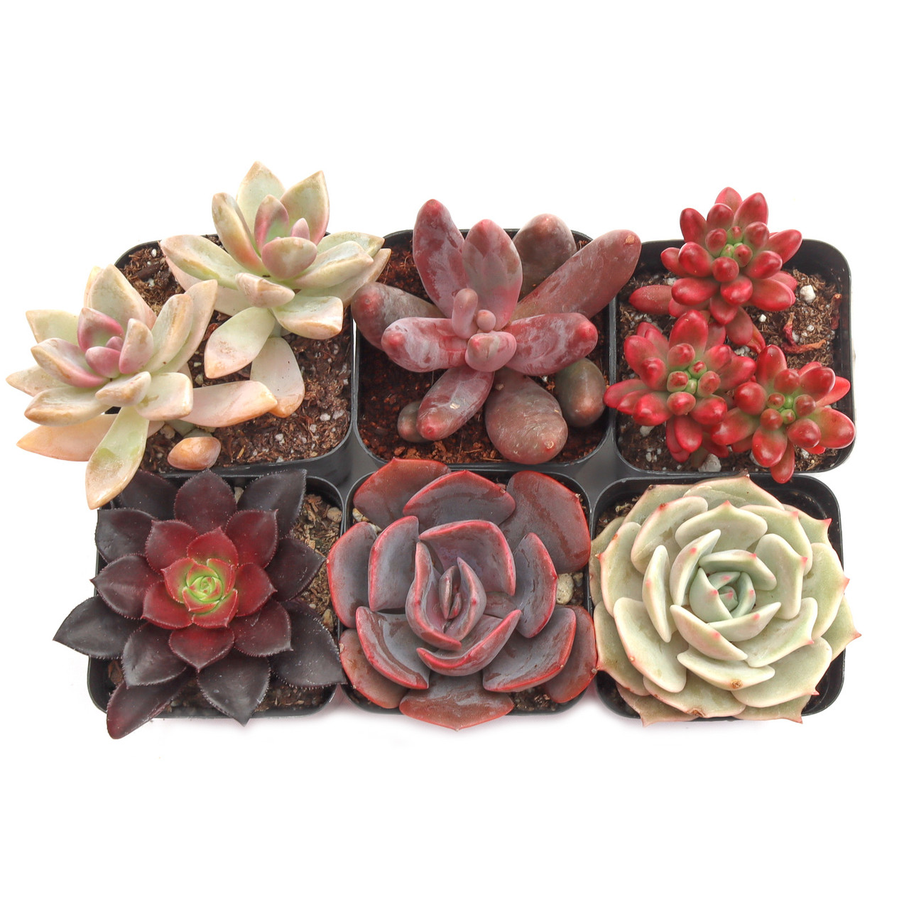 Sweetheart Succulent Pack (6-12 Plants, 2