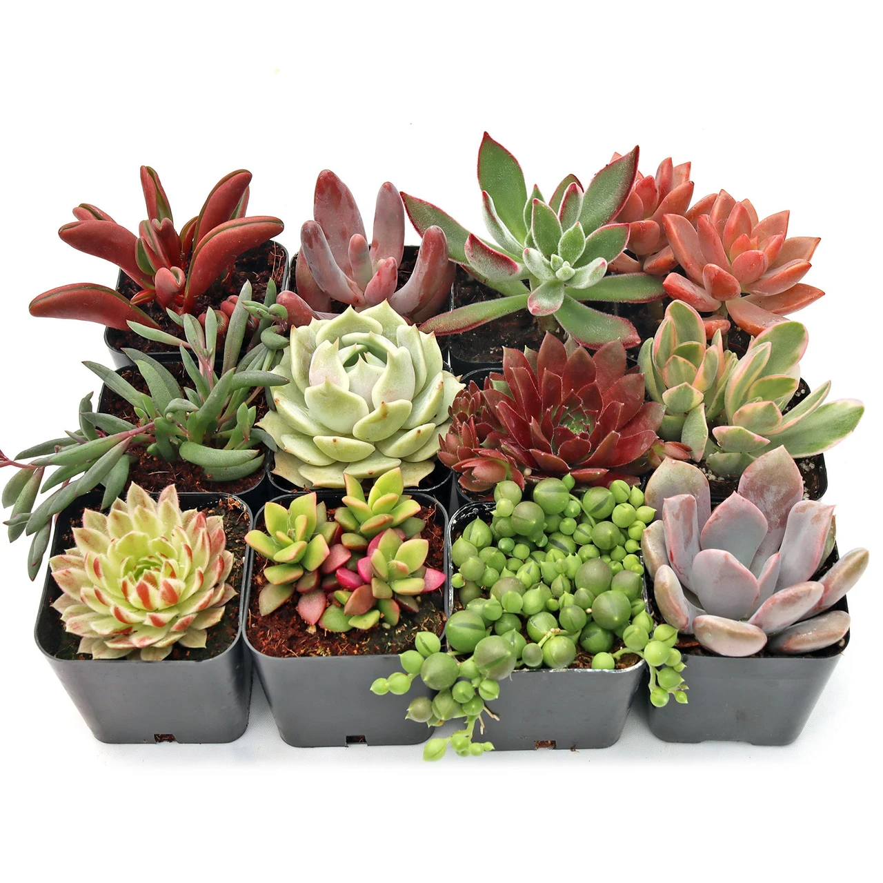 wood succulents DIY Succulents in Wood Bowl Bundle main image 0