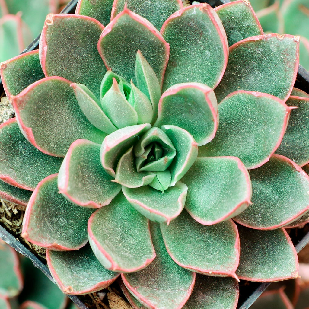 Echeveria 'Bella Rouge' | Mountain Crest Gardens®