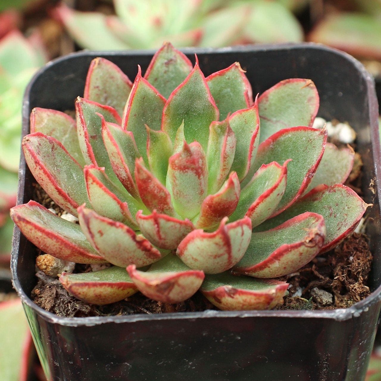 Echeveria 'Bella Rouge' | Mountain Crest Gardens®