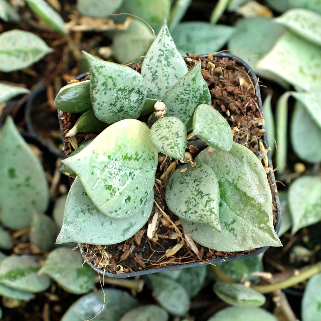 Mountain Crest Gardens Hoya Eskimo