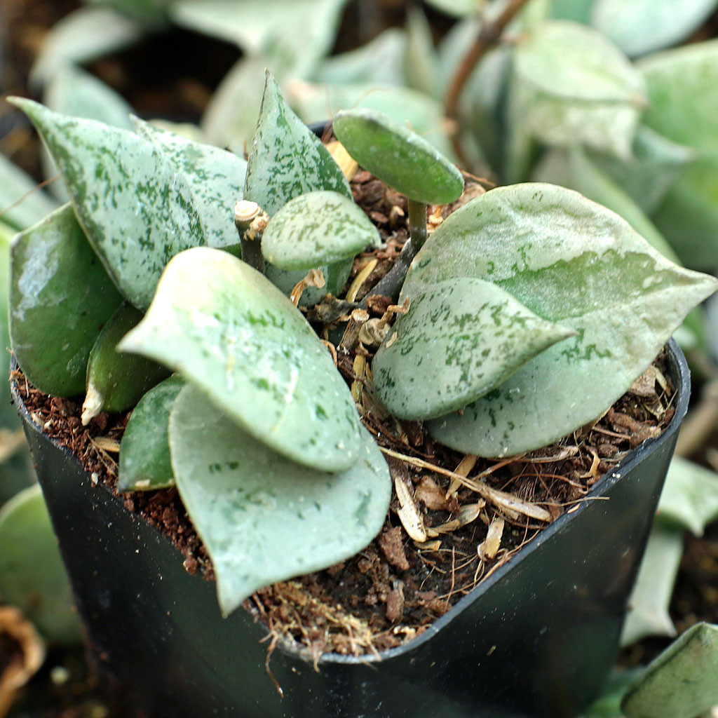 Mountain Crest Gardens Hoya Eskimo - Thumbnail 2