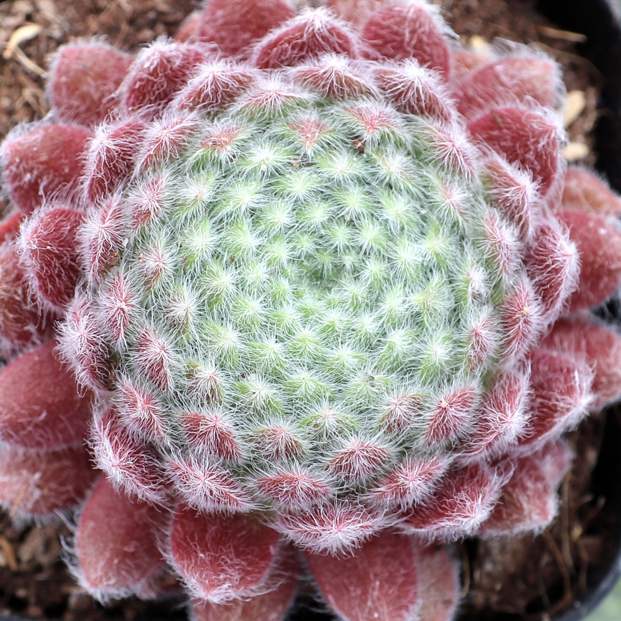 Sempervivum 'Pacific Zoftic' | Mountain Crest Gardens™