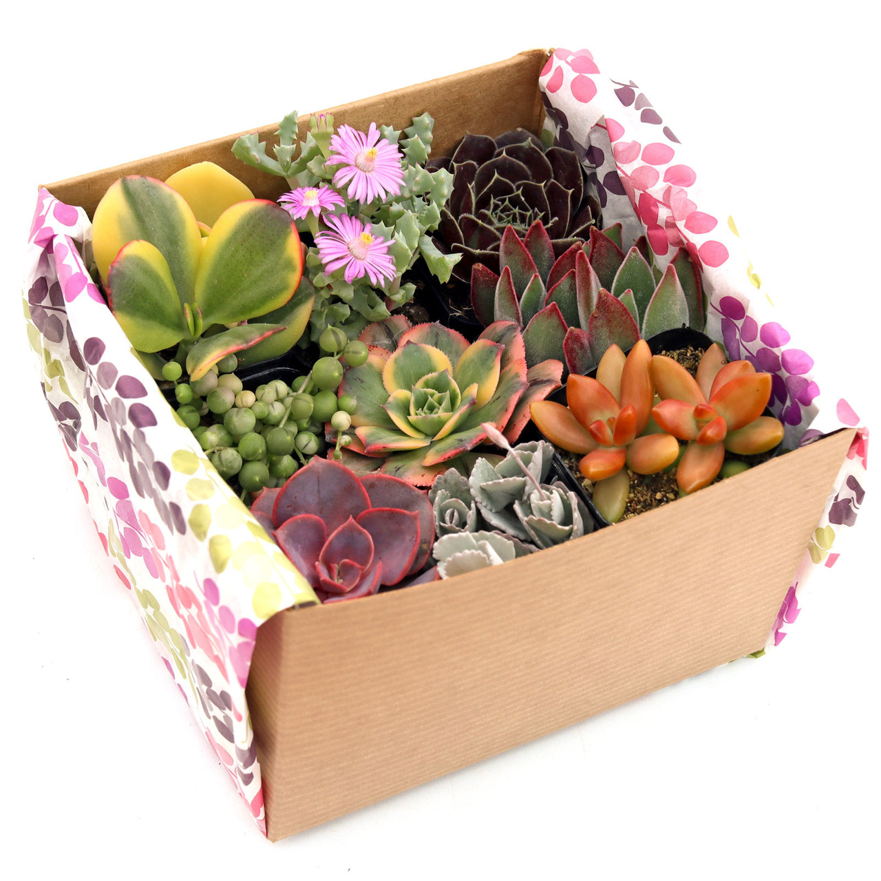 Succulent Mama Gift Box - 2in Pots (9-16) | MCG™