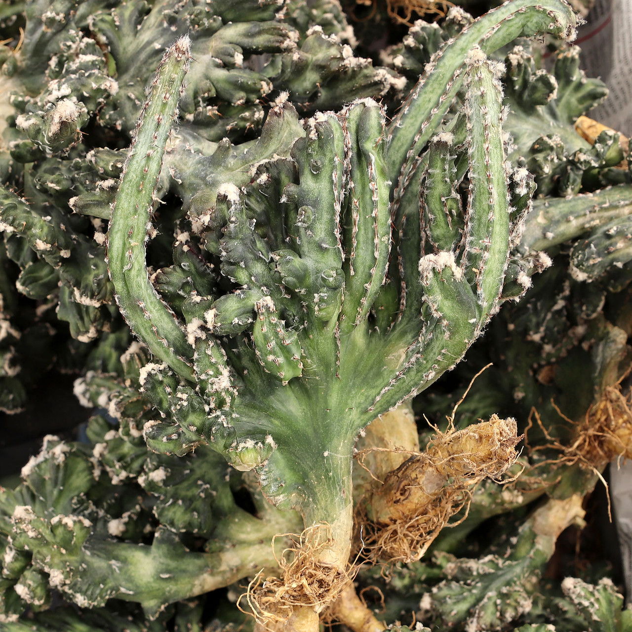 Cereus spegazzinii f. cristata [bare root] - Mountain Crest Gardens
