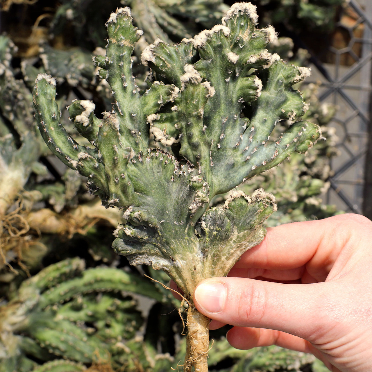 Cereus spegazzinii f. cristata [bare root] - Mountain Crest Gardens