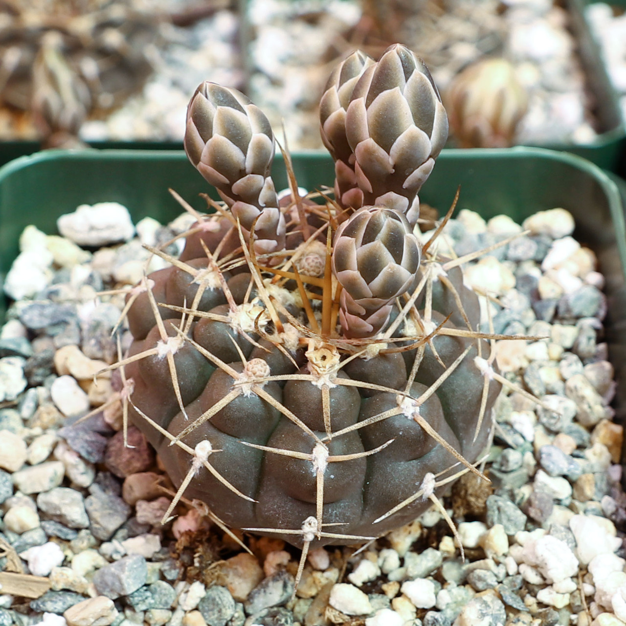Gymnocalycium schroederianum