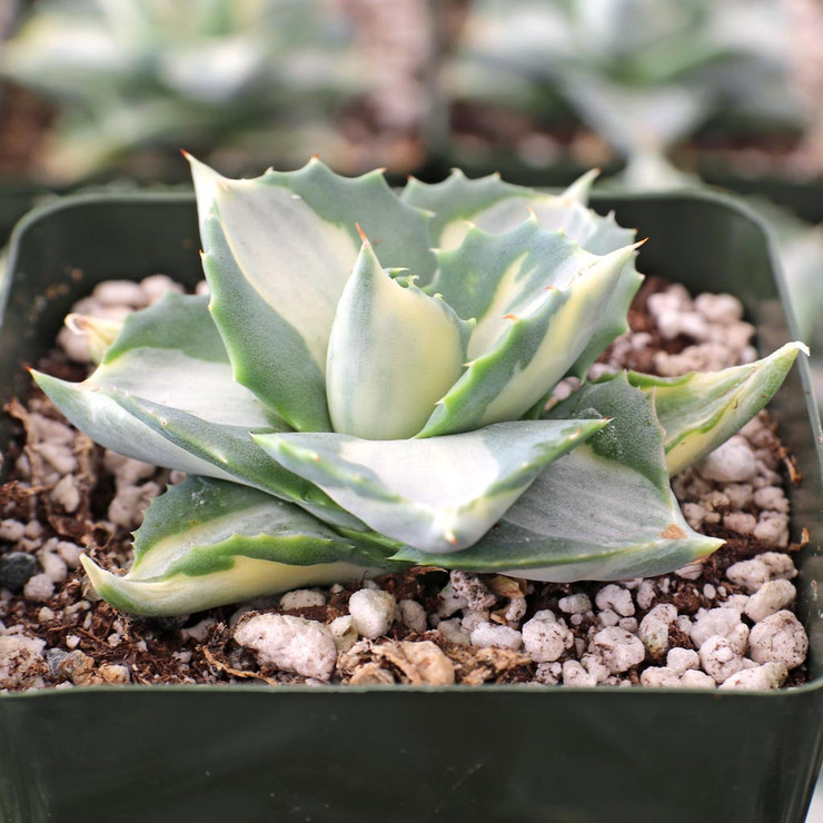 Agave isthmensis f. mediopicta alba