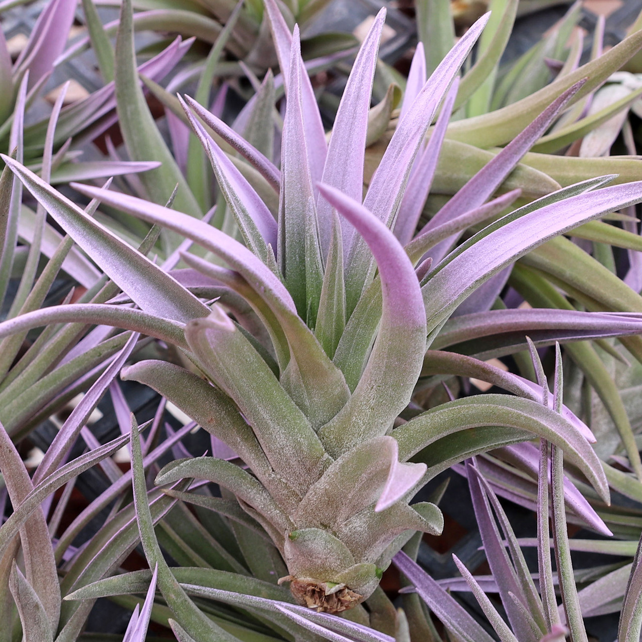 Tillandsia velutina 'Lilac Mist' [2