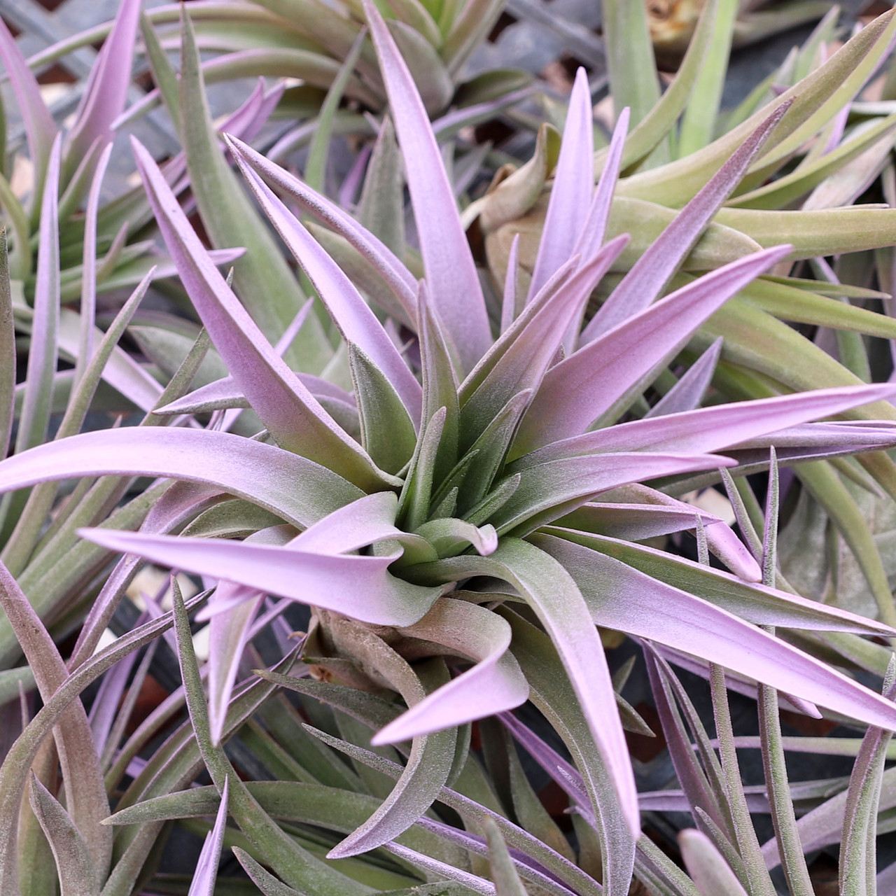 Tillandsia velutina 'Lilac Mist' [2