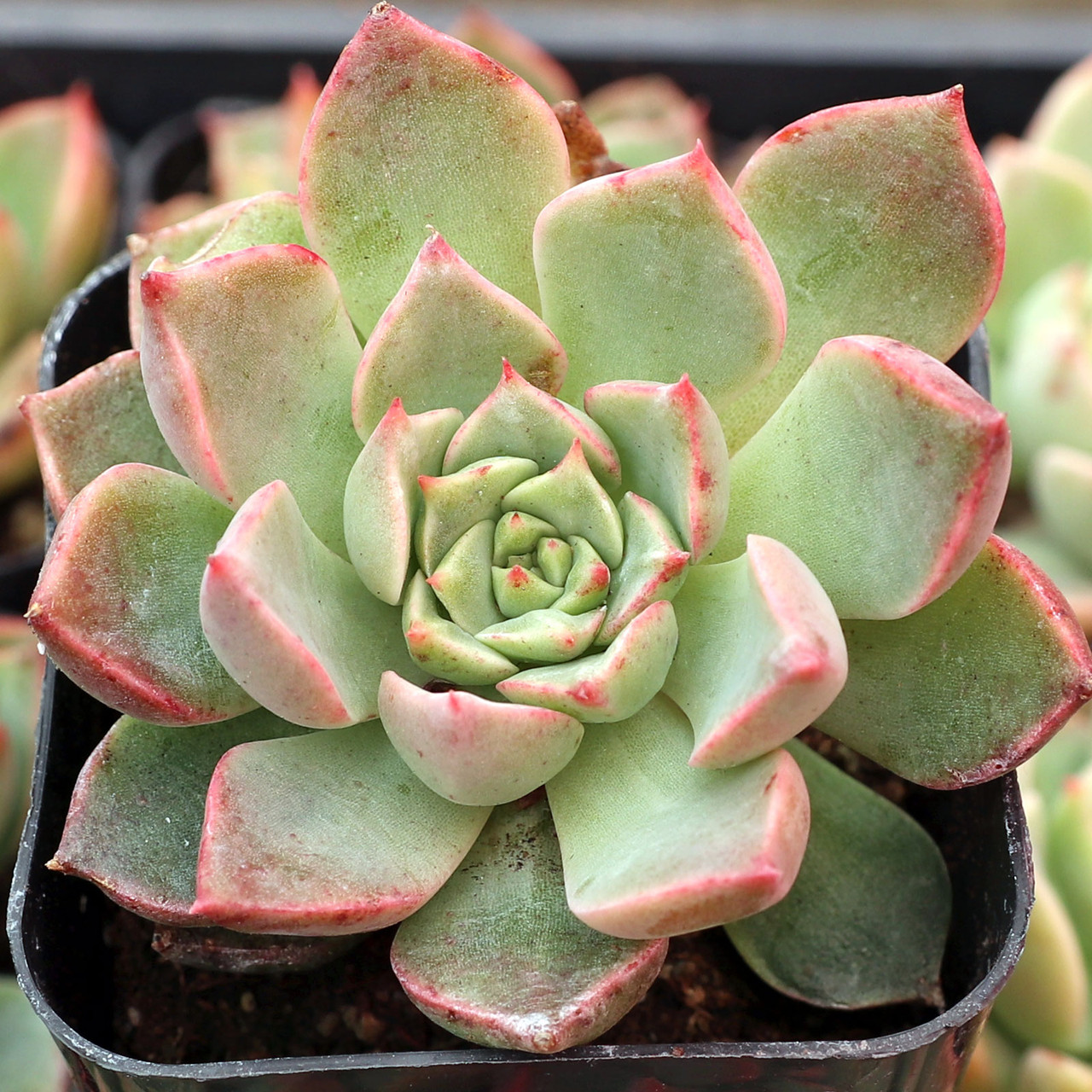 Graptopetalum Archivi - Carnosa & Spinosa - Foto 10