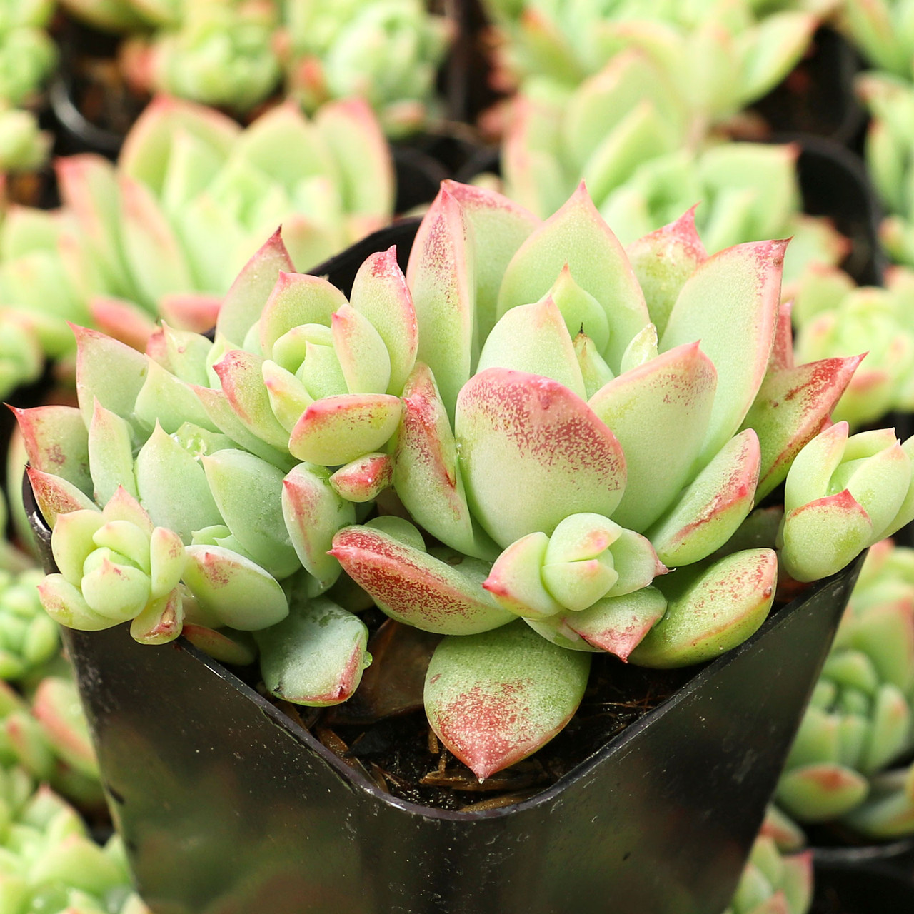 その他 Graptopetalum macdougallii Alexander Graptopetalum macdougallii | Mountain Crest Gardens®