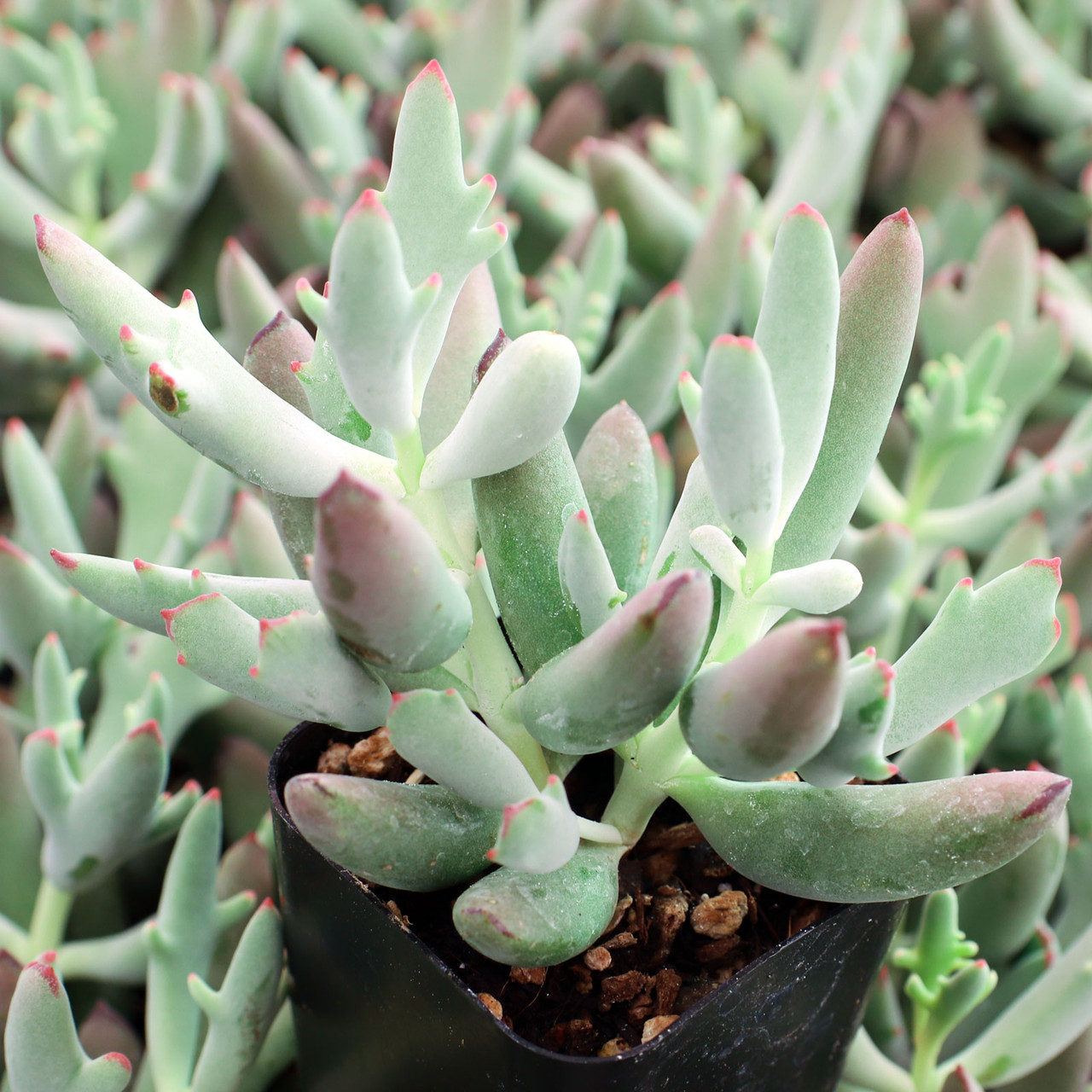 Cotyledon 'Elk Horns' | Mountain Crest Gardens