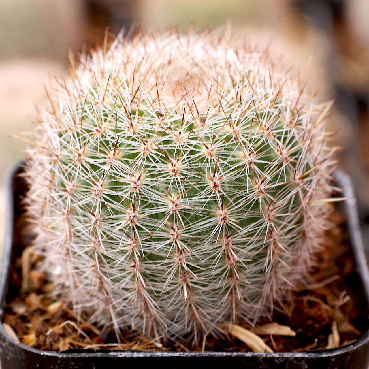 Echinopsis aurea