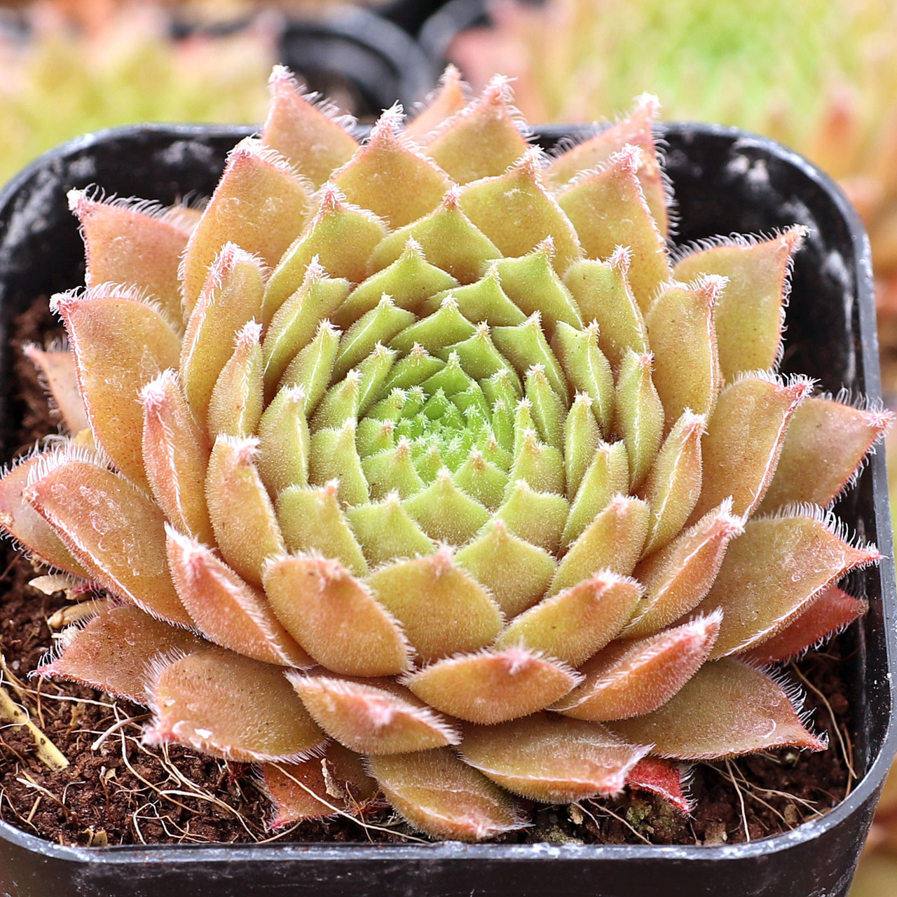Sempervivum 'The Police' | Mountain Crest Gardens™