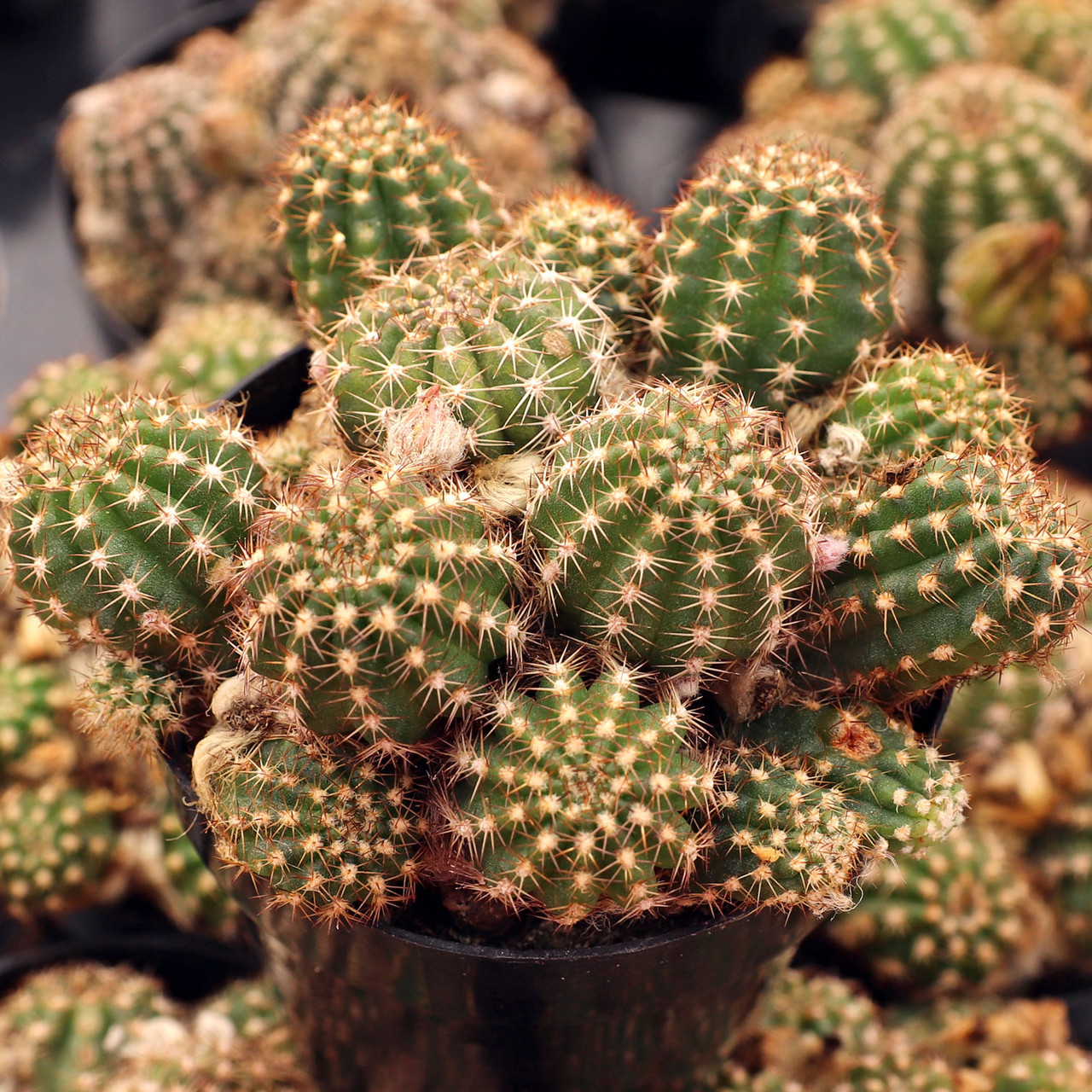 Echinopsis 'Rose Quartz'