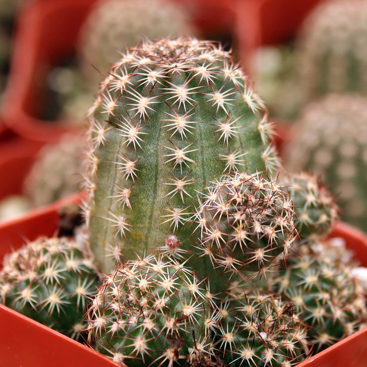 Echinopsis 'Rose Quartz'