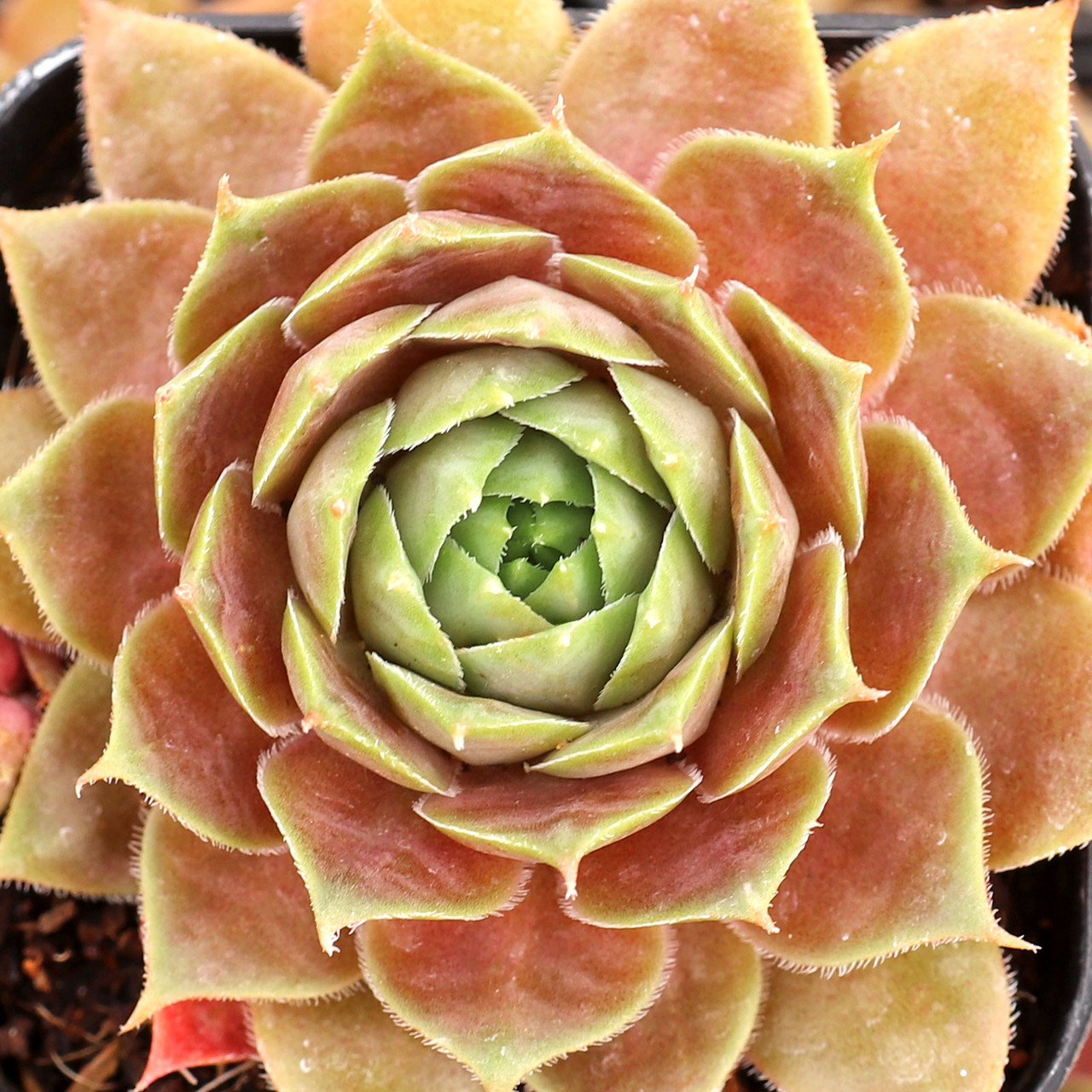センペルビウム Music Dream Sempervivum 'Music Dream' | Mountain Crest Gardens®