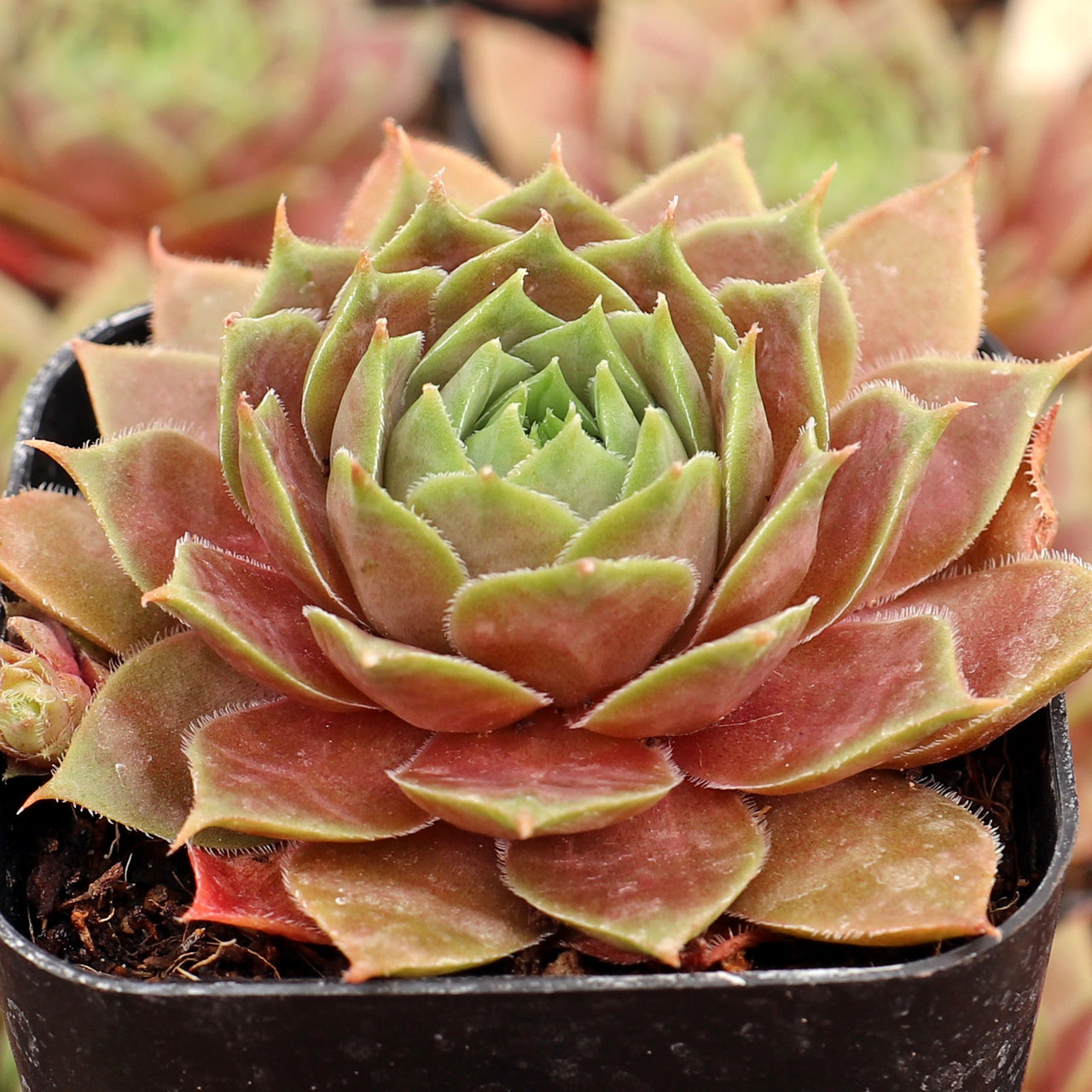 センペルビウム Music Dream Sempervivum 'Music Dream' | Mountain Crest Gardens®