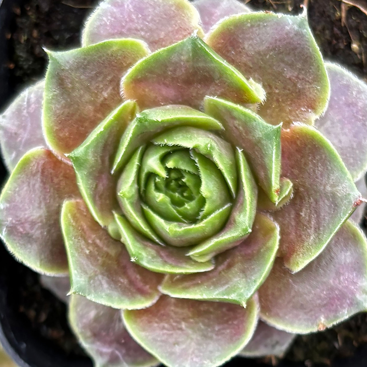 Sempervivum 'Music Dream' | Mountain Crest Gardens®
